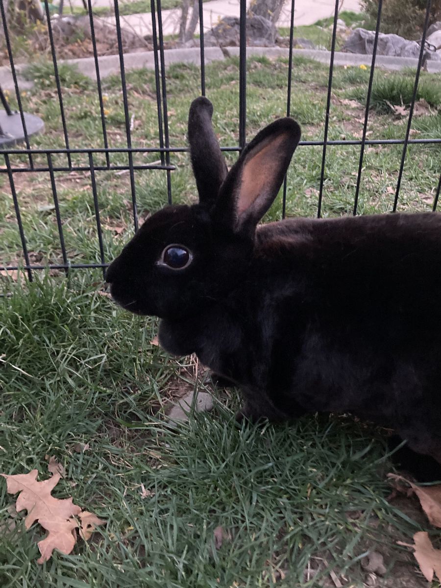 Cute female mini rex bunny!