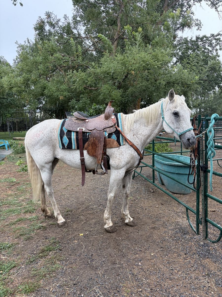 KID/BEGINNER SAFE 18 YR OLD MARE