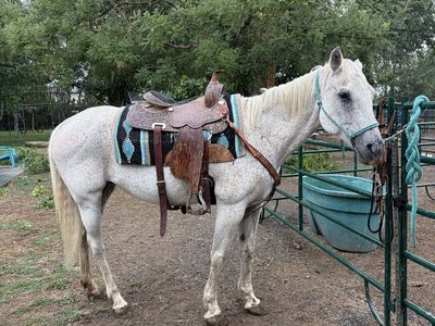 KID/BEGINNER SAFE 18 YR OLD MARE