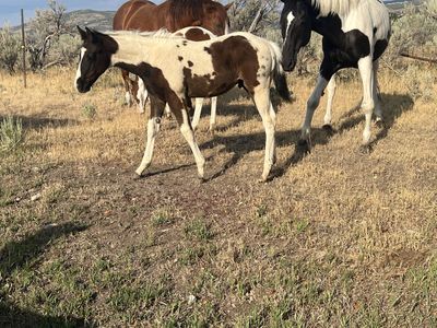 Homozygous weanling black and white tobiano stud prospect