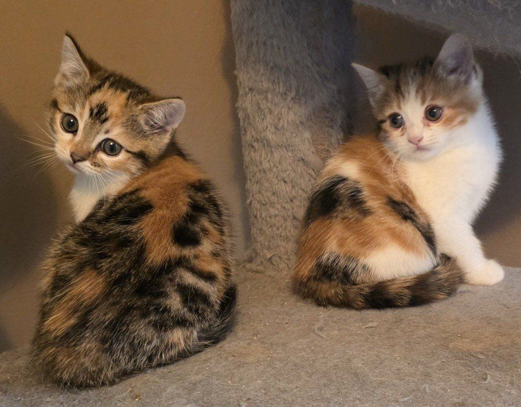 Bengal/Persian (2 girls left)