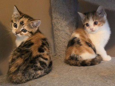 Bengal/Persian (2 girls left)