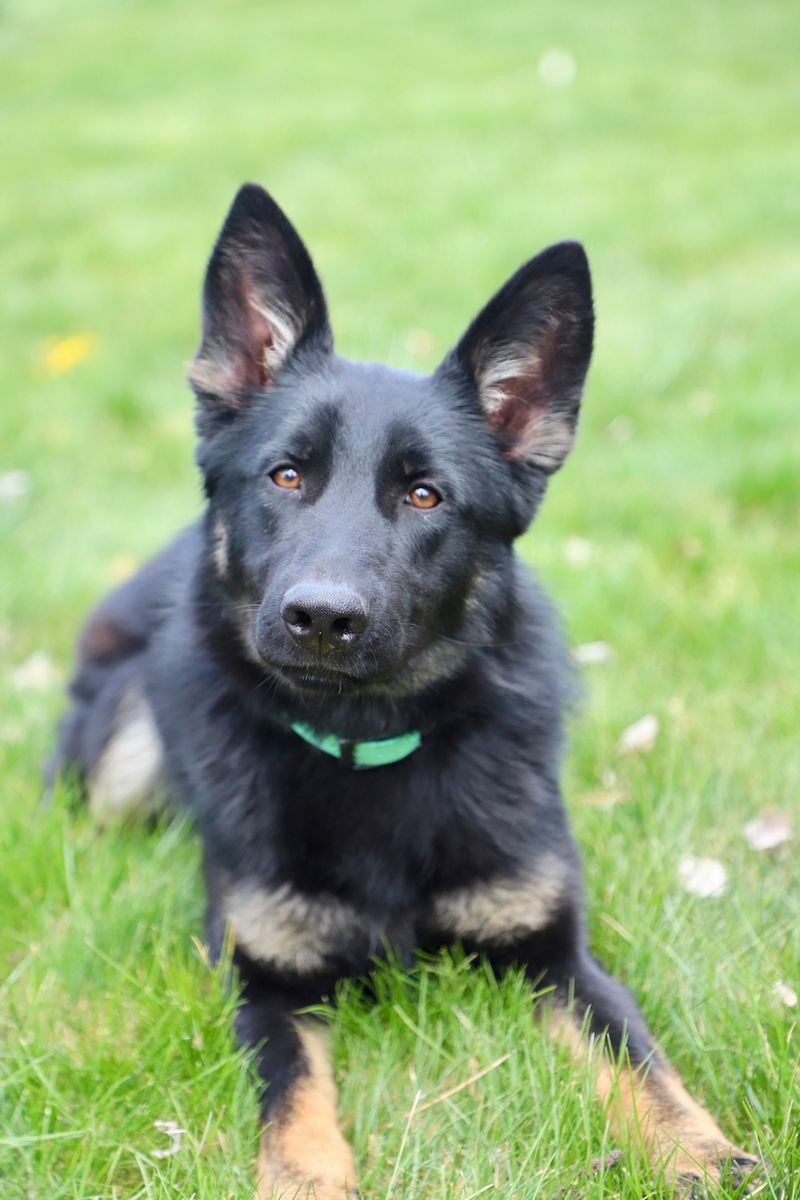 1 Year Old German Shepherd Female