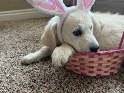 AKC English Cream Retrievers