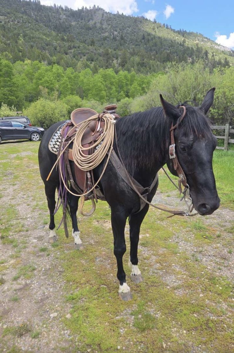 Quarter Horse Gelding