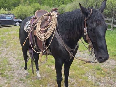 Quarter Horse Gelding
