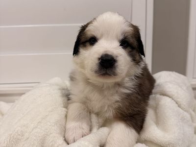 St Bernard/Border Collie Puppies