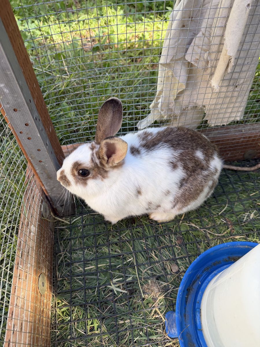 Female Rabbit - Lionshead mix