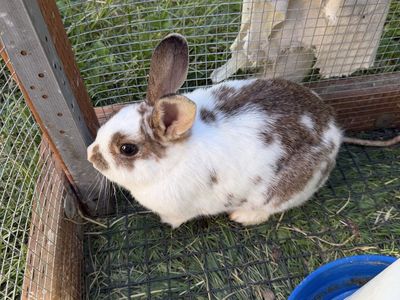 Female Rabbit - Lionshead mix