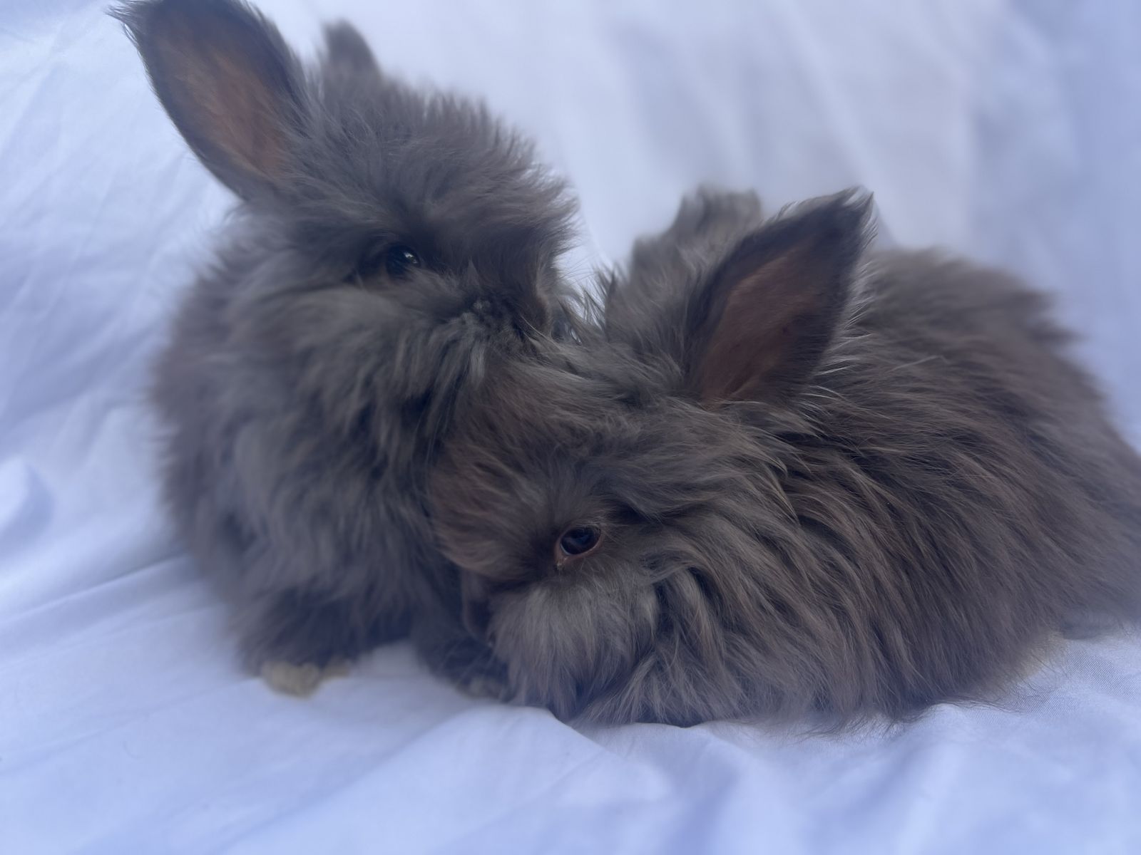 English Angora chocolate babies