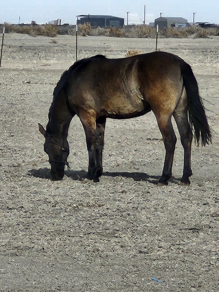 Beautiful Grulla 2 yr old filly