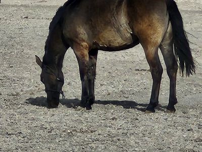 Beautiful Grulla 2 yr old filly