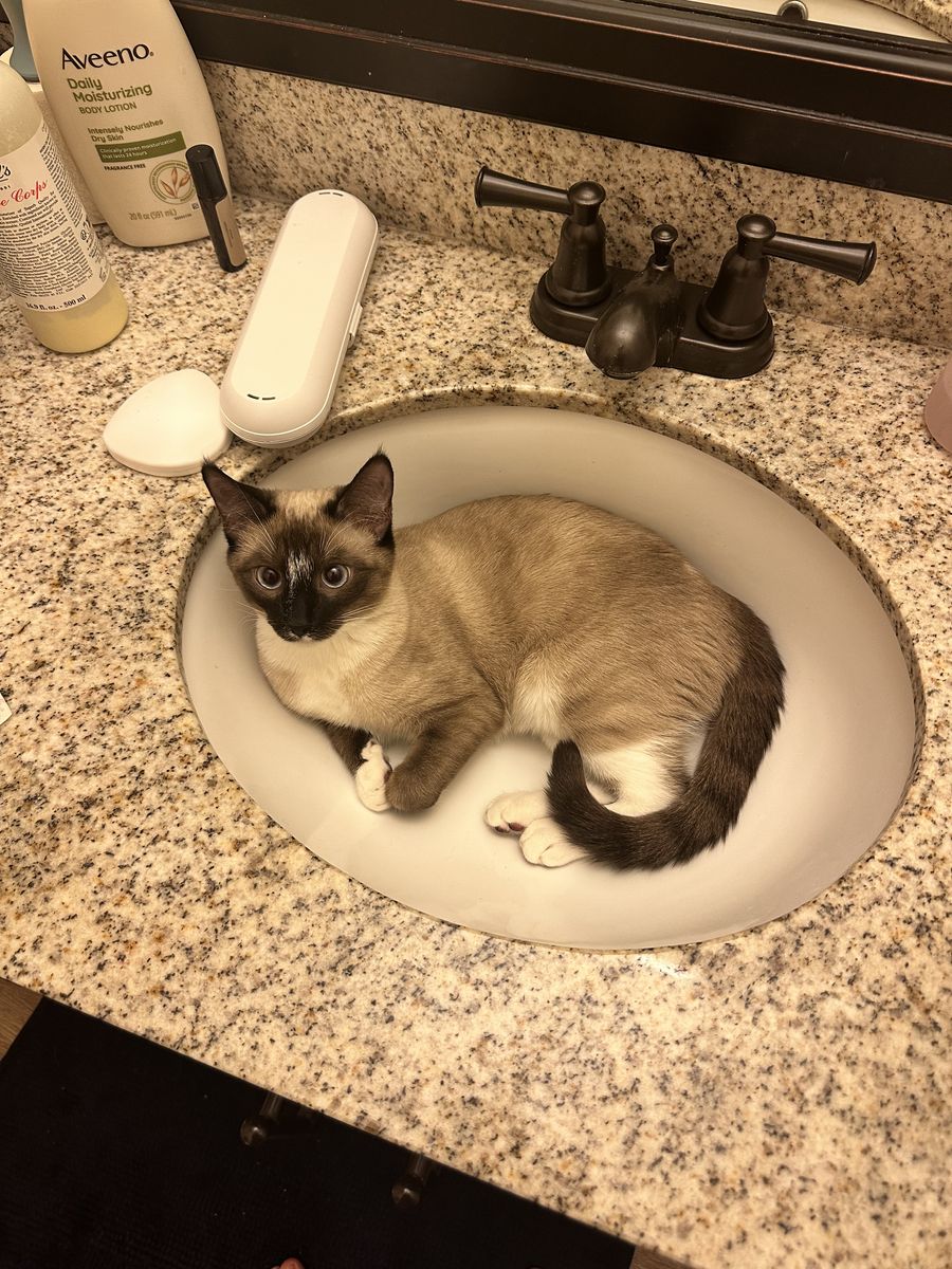 Looking for a Loving Home for Billie (1.5-Year-Old Sweet & Playful Cat)