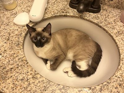 Looking for a Loving Home for Billie (1.5-Year-Old Sweet & Playful Cat)