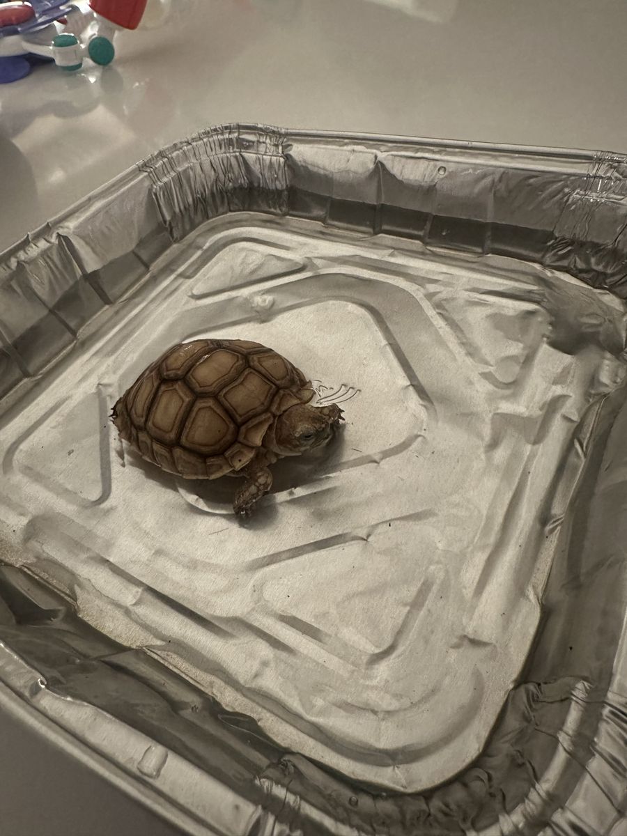 Baby sulcata tortoise