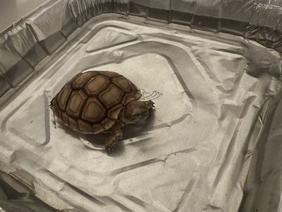 Baby sulcata tortoise