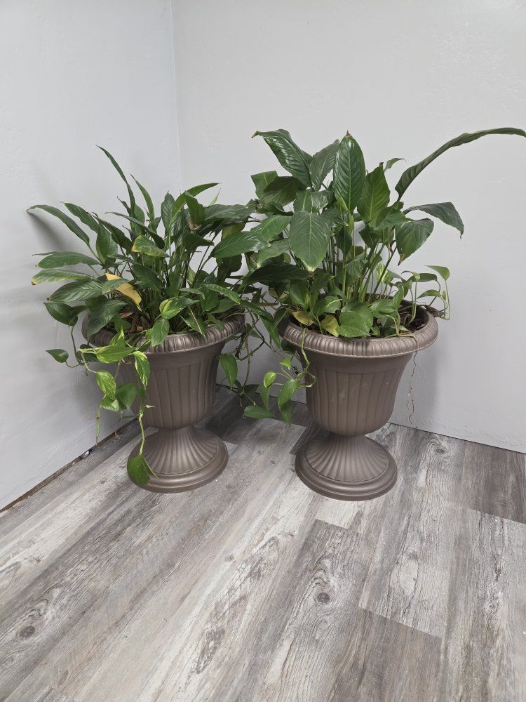 Pair of Large Decorative Urn Planters with Live Plants - Brown/Bronze Color