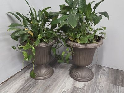 Pair of Large Decorative Urn Planters with Live Plants - Brown/Bronze Color