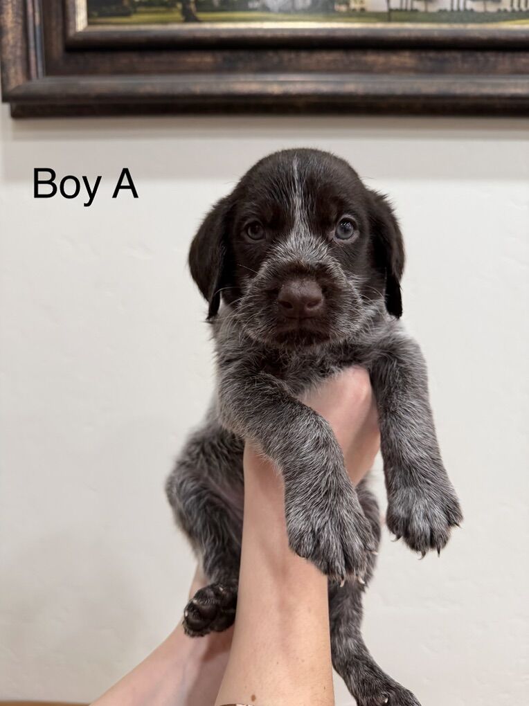 German Wirehaired Pointer Puppies