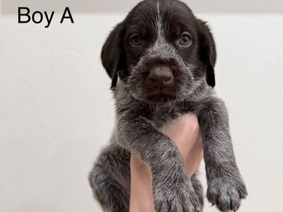German Wirehaired Pointer Puppies