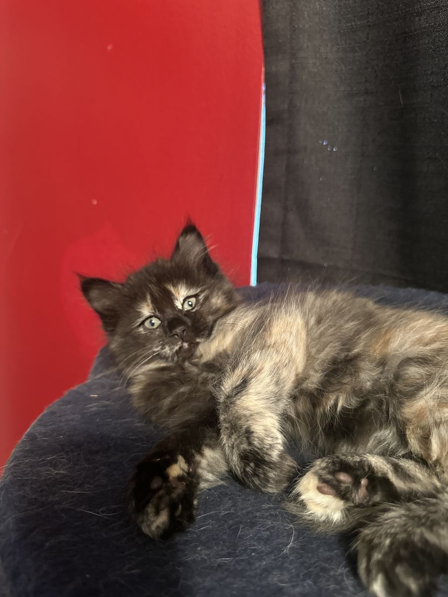 Sweet fluffy 8 week old kitties