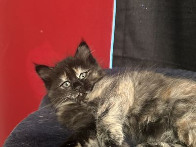 Sweet fluffy 8 week old kitties