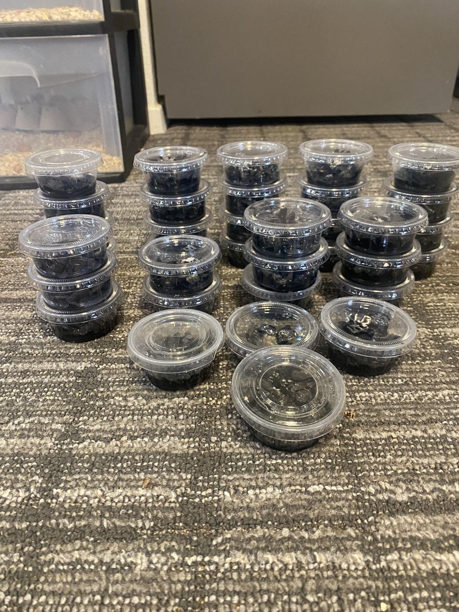 Spring Tail Starter Colony Cups