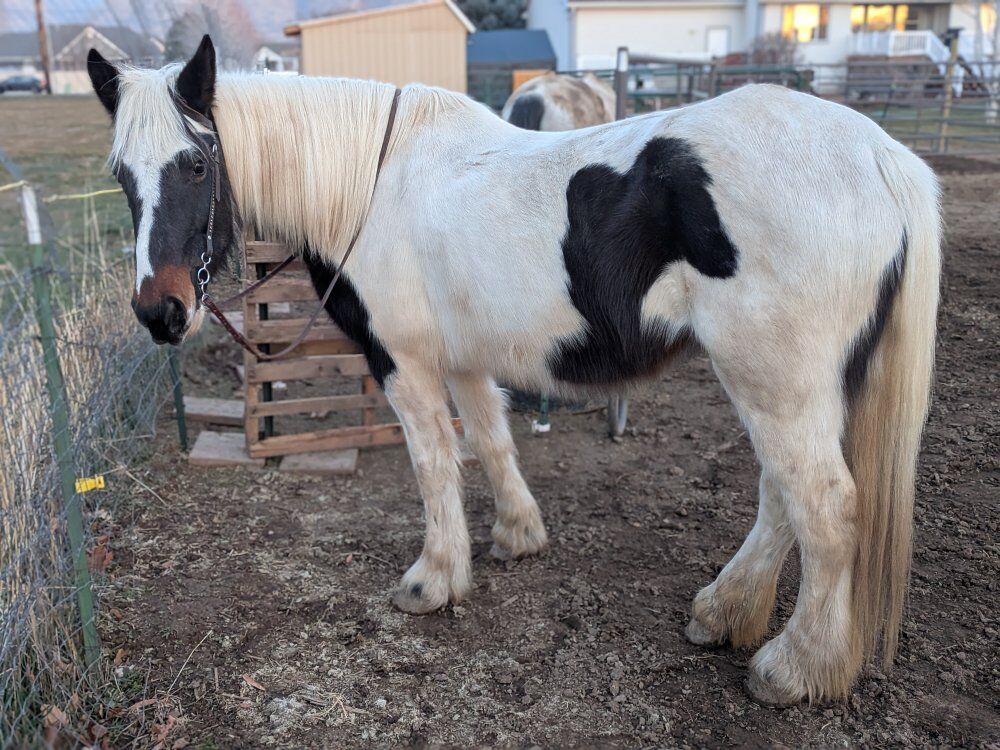 15 year old spotted draft