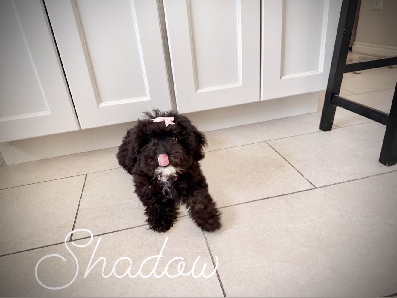 Miniature poodle puppies