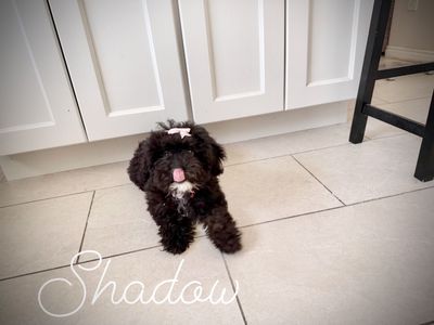 Miniature poodle puppies