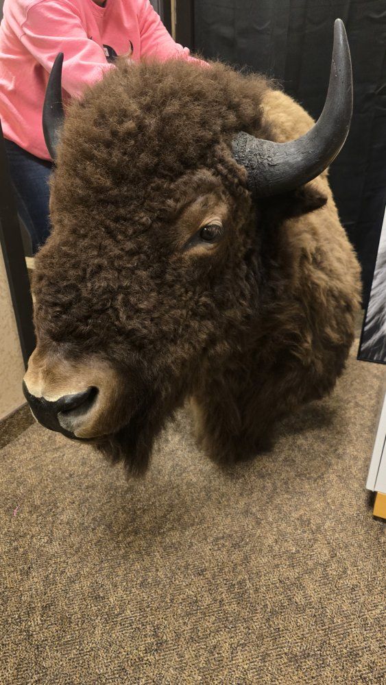 buffalo mount