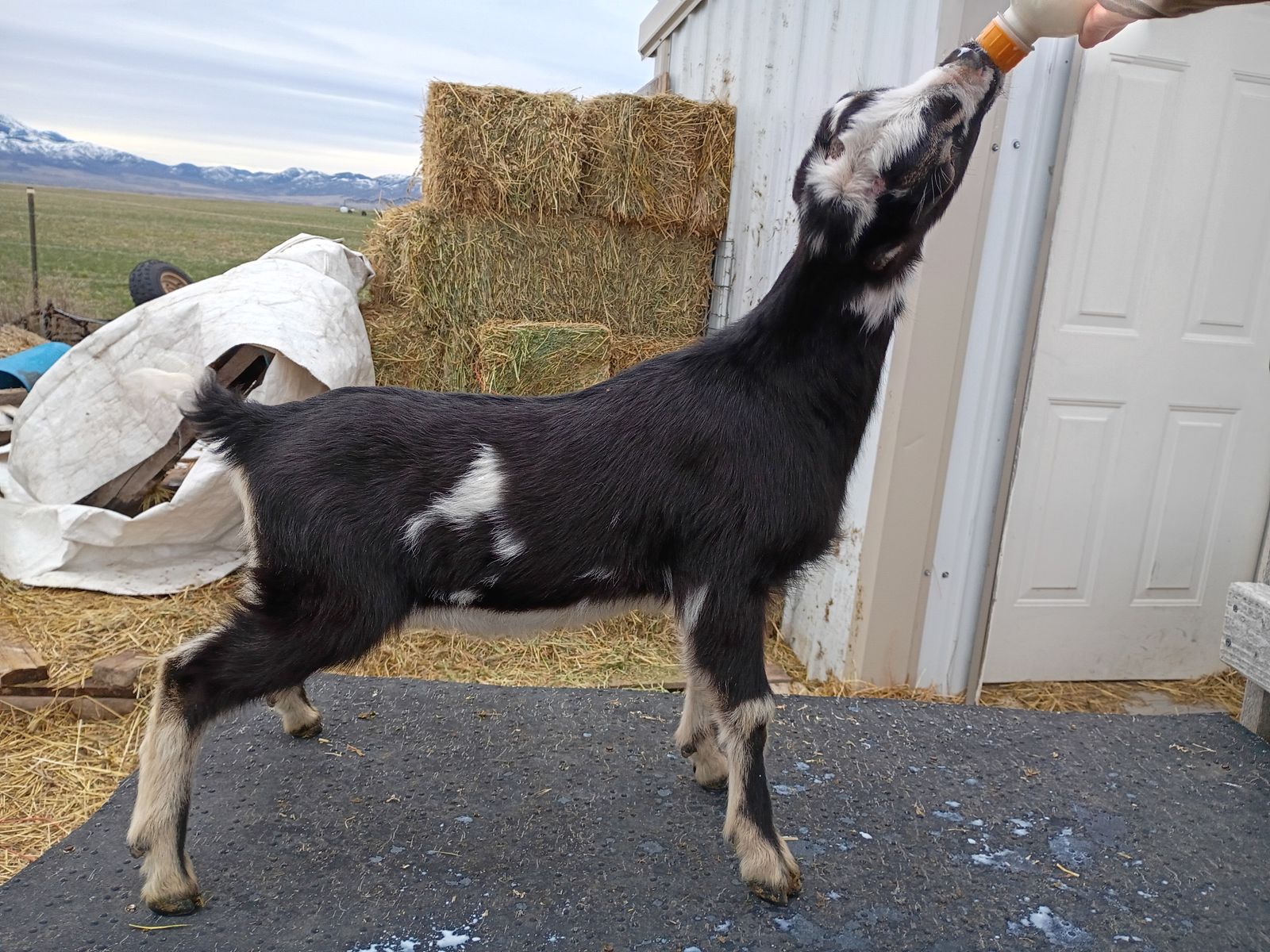 Flashy Mini Lamancha