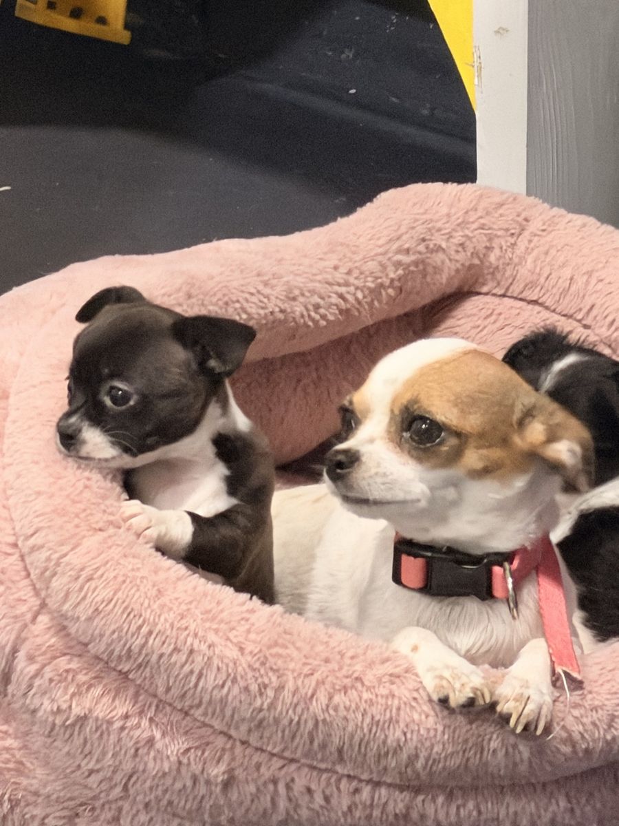 Chihuahuas Baby’s