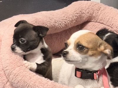 Chihuahuas Baby’s