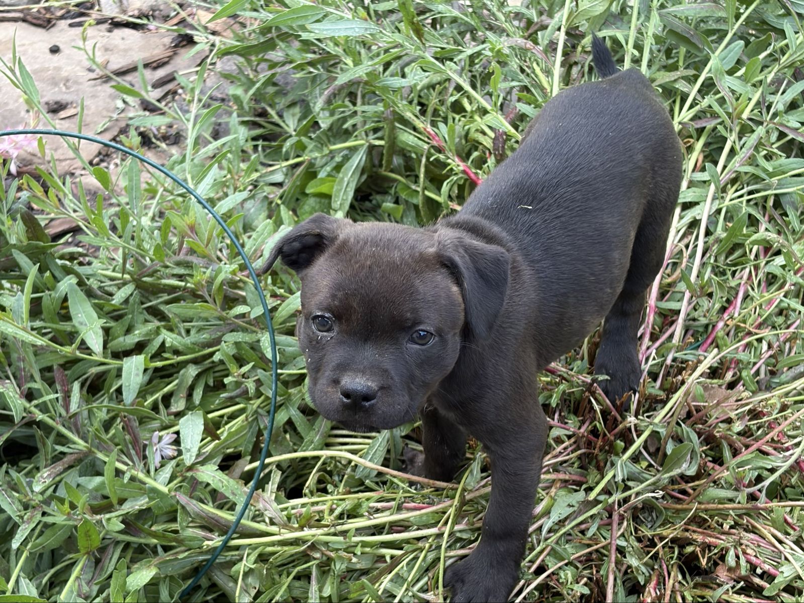 Staffordshire Bull Terrier puppies  - Staffys