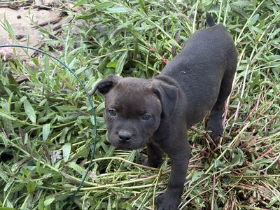 Staffordshire Bull Terrier puppies - Staffys