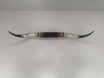 Polished Genuine Texas Longhorn. 4'9 Tip To Tip