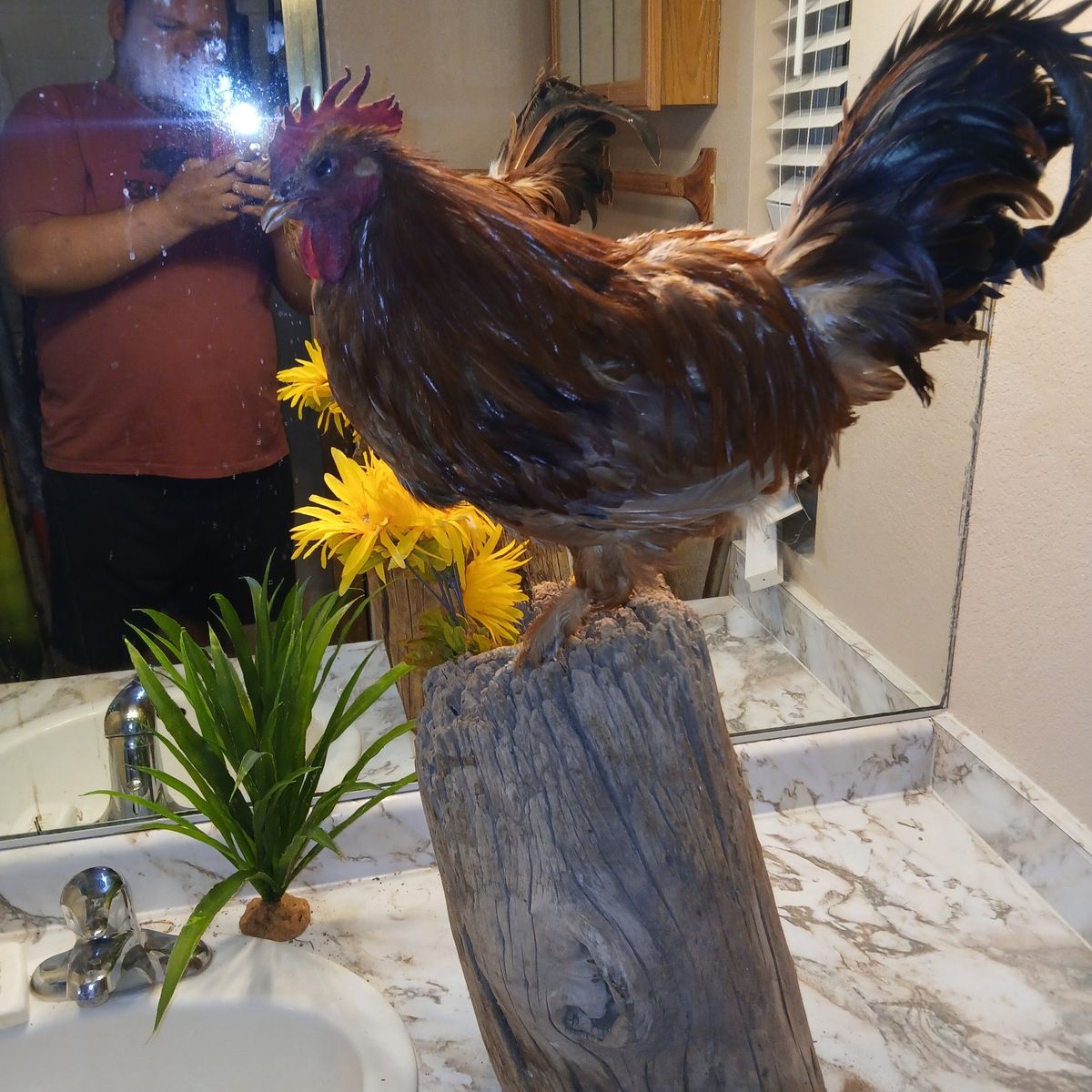Taxidermy rooster for cell