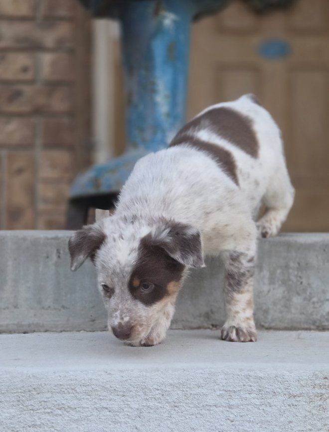 Texas Heeler Pups