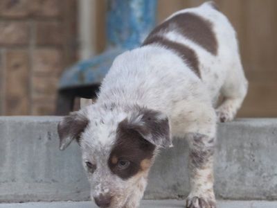 Texas Heeler Pups