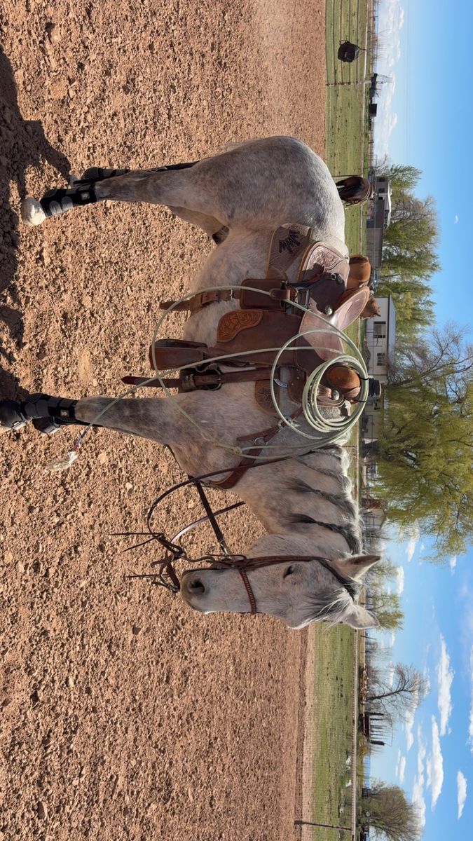 10 year old head horse.