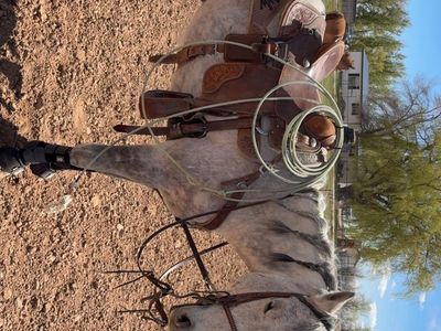 10 year old head horse.