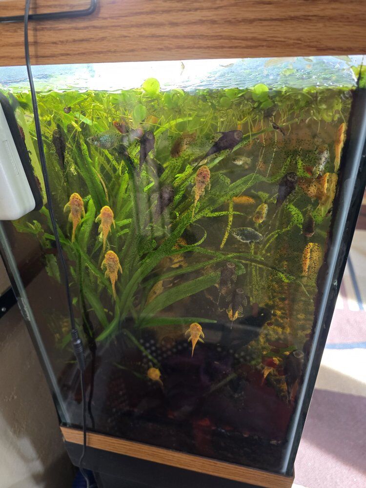 Juvenile albino bushynose plecos