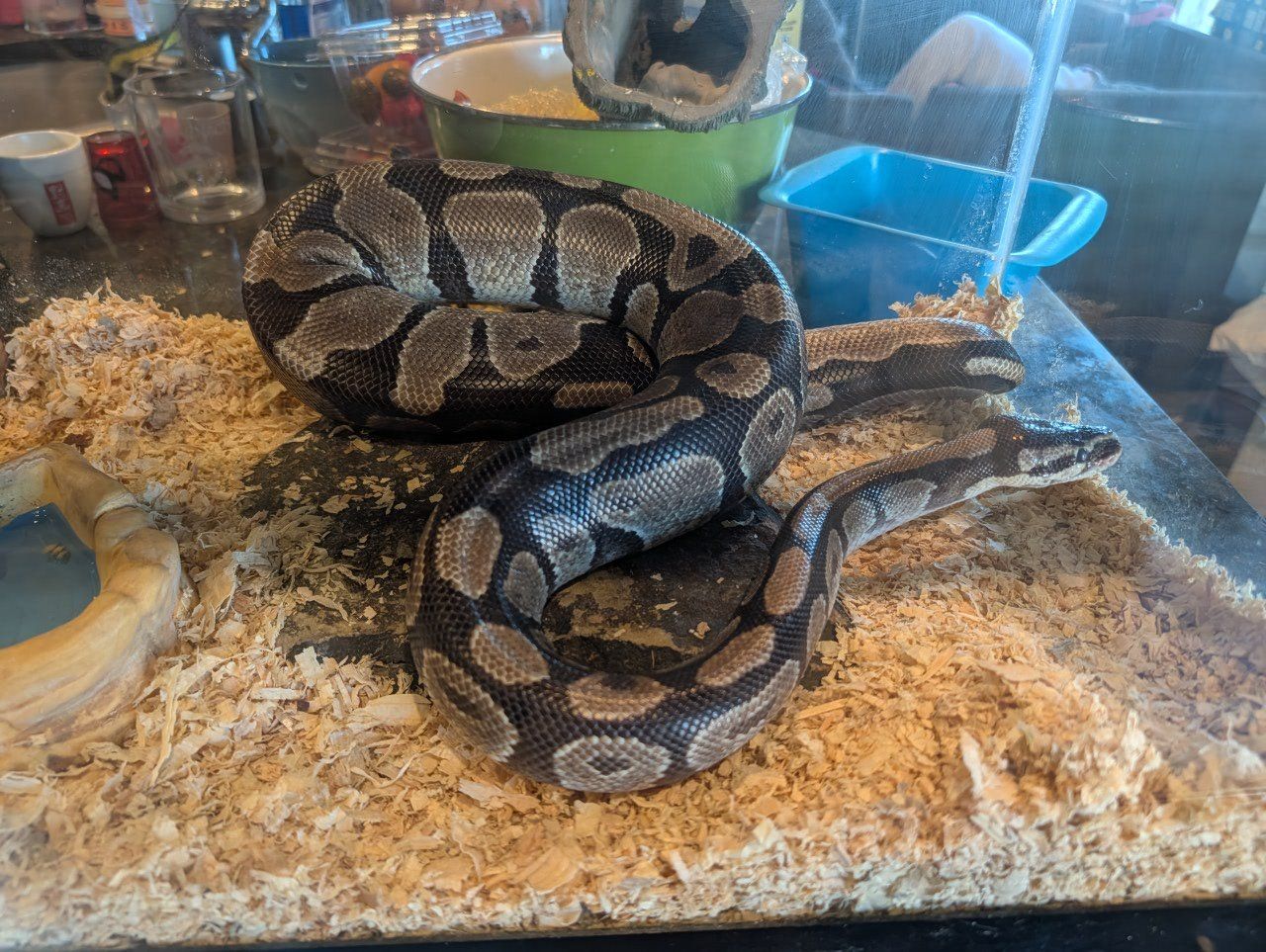 Ball Python - Esca, the One-Forked Legend