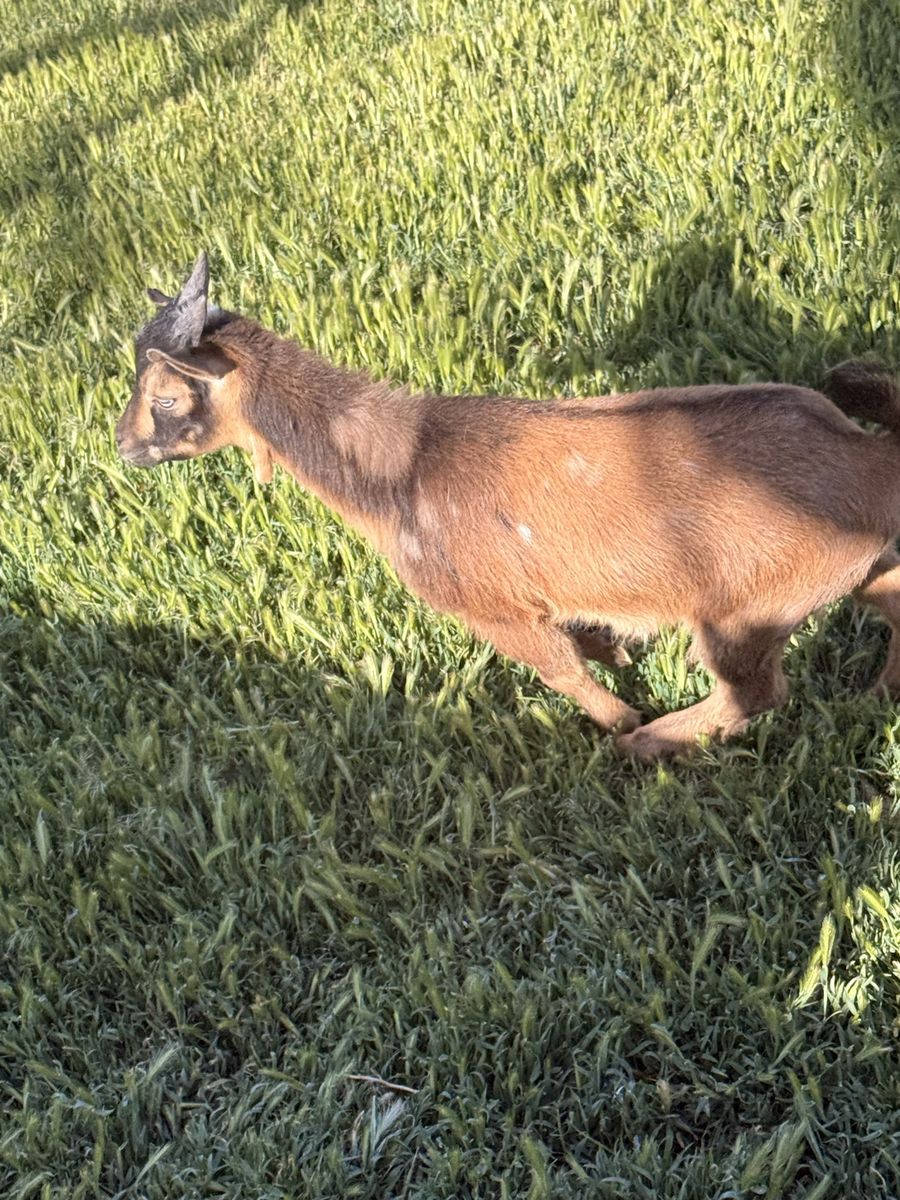 Four month old Male Nigerian goat