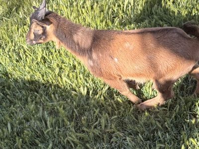 Four month old Male Nigerian goat
