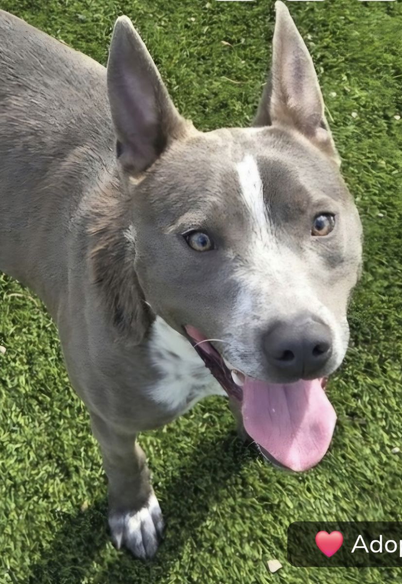Trey, silver bully breed/cattle dog mix looking for a home