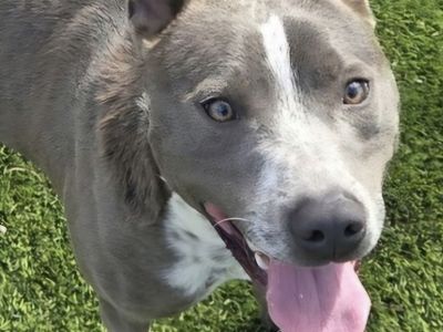 Trey, silver bully breed/cattle dog mix looking for a home