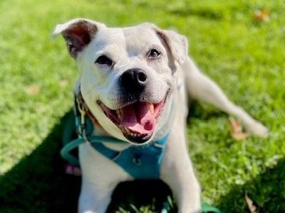 A145677 Sylvester is Available for Adoption!
