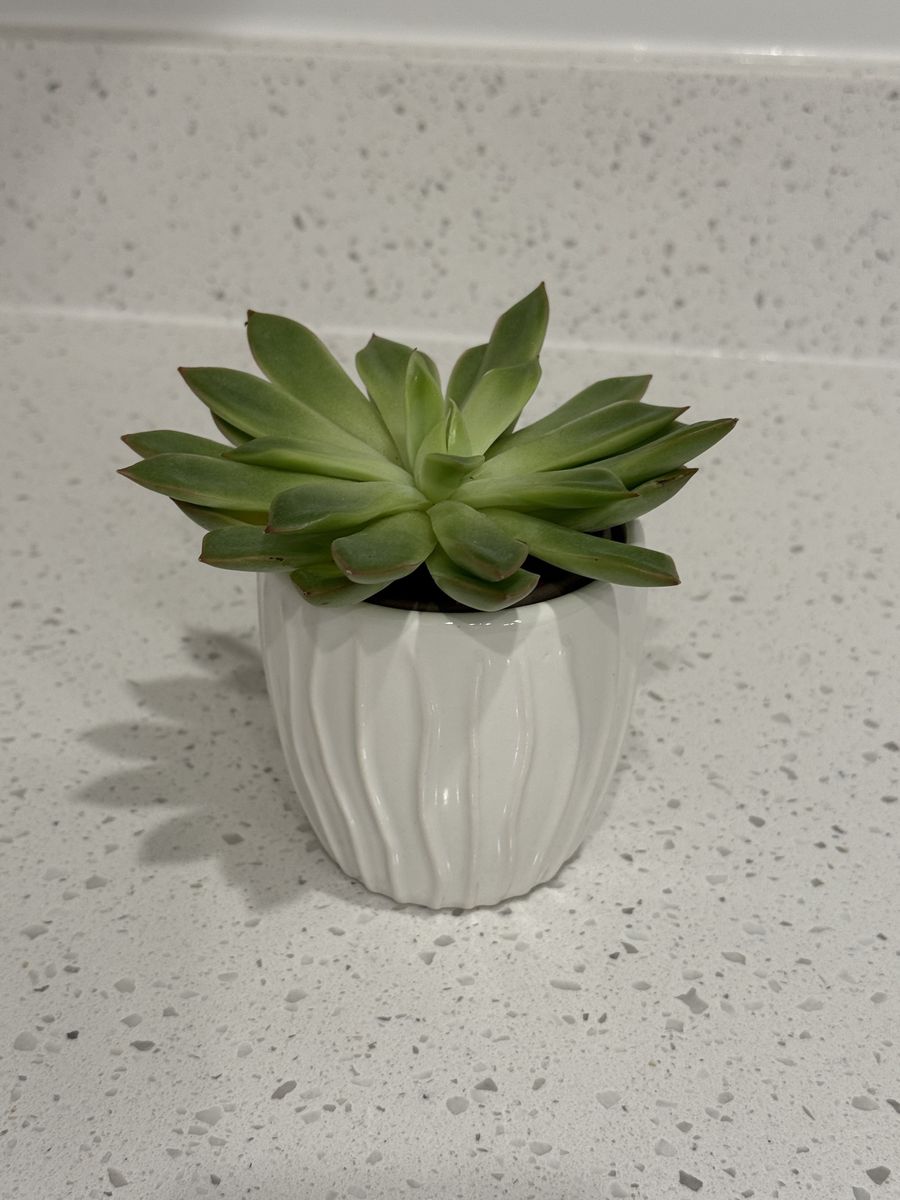Live Succulent Plant in White Planter Pot - Easy Care Houseplant